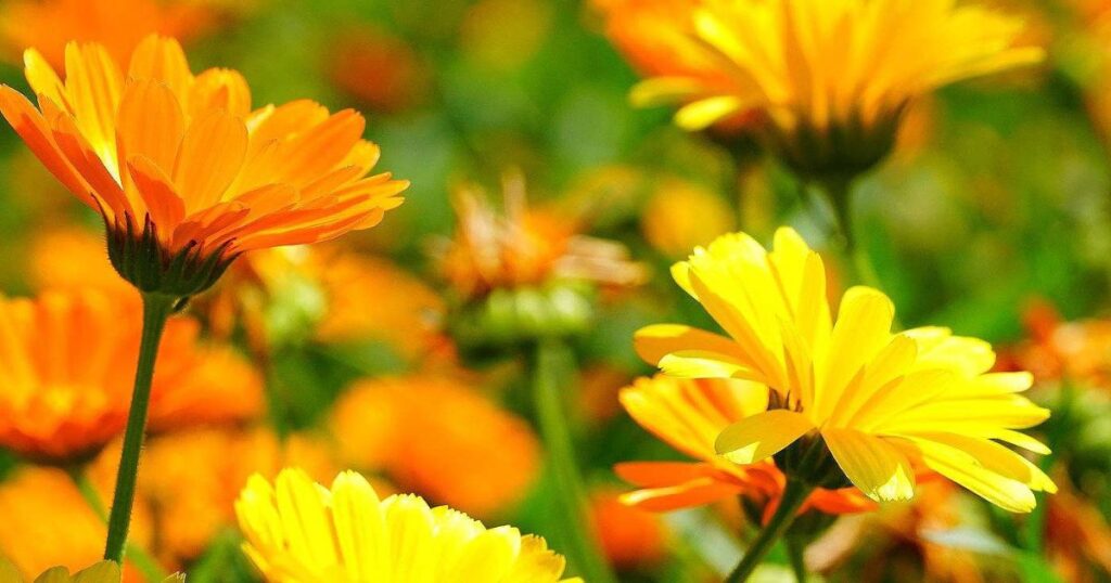 A Brief History of Calendula