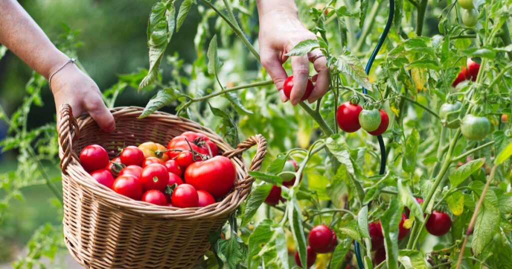 Best Companion Plants for Tomatoes