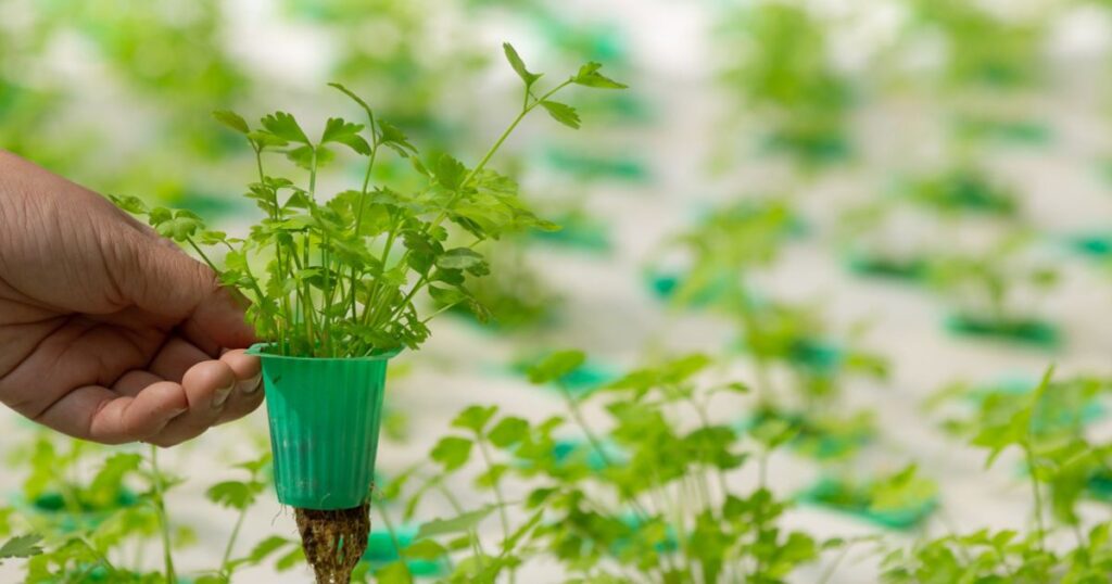 hydroponics system,