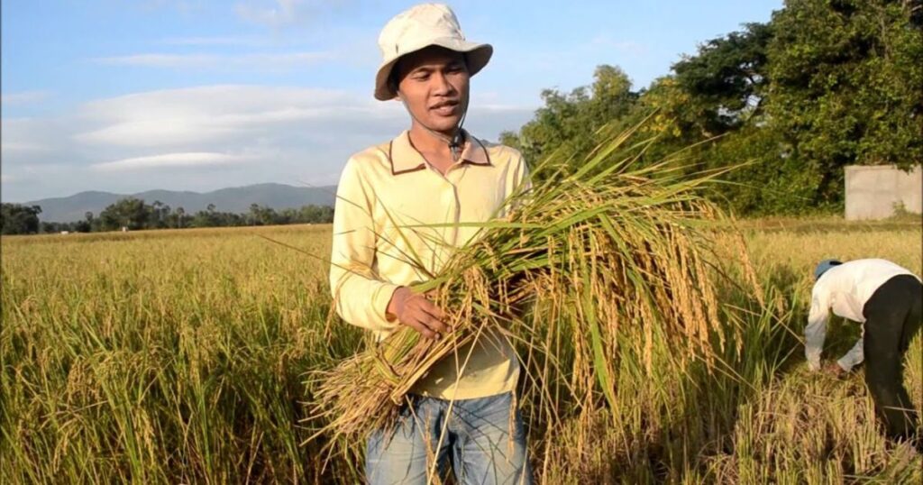 Crops Grown in Subsistence Agriculture