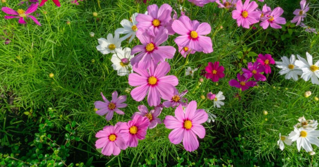 Designing with Cosmos in Your Garden