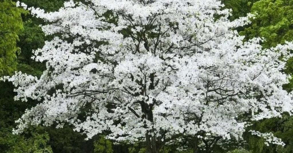Designing with White Flowering Trees