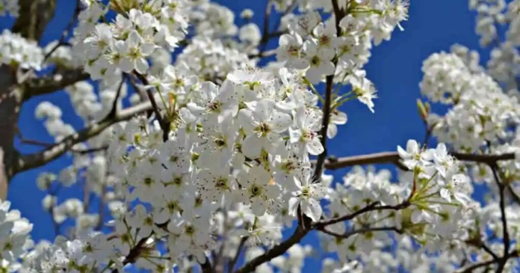 Ecological and Practical Benefits