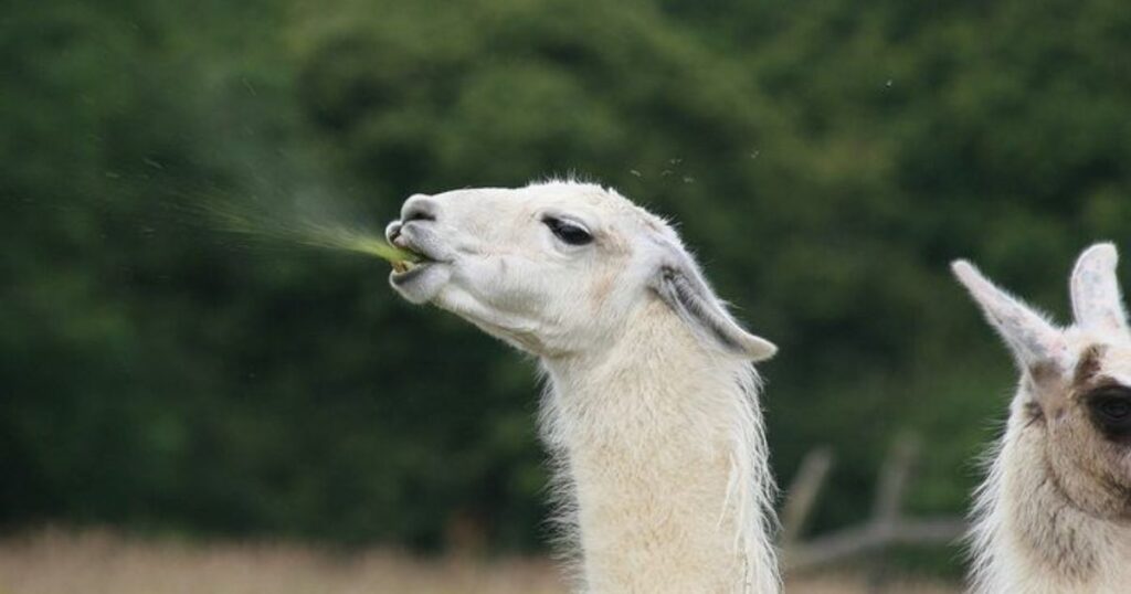 How Far Can Llamas Spit