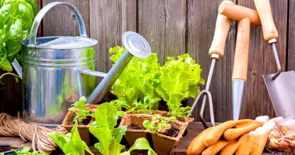 How Much Does Hydroponic Farming Cost