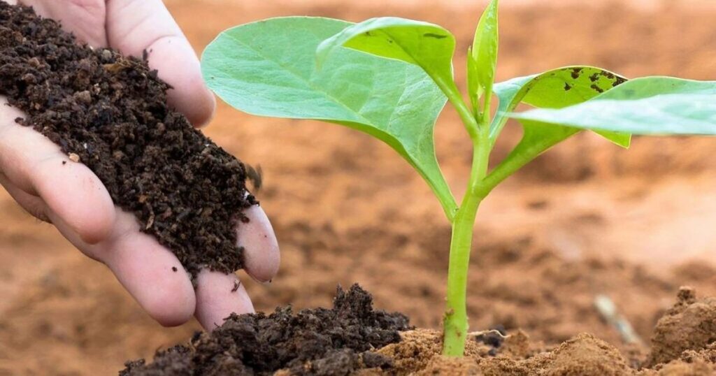 How to Use Manure in the Garden