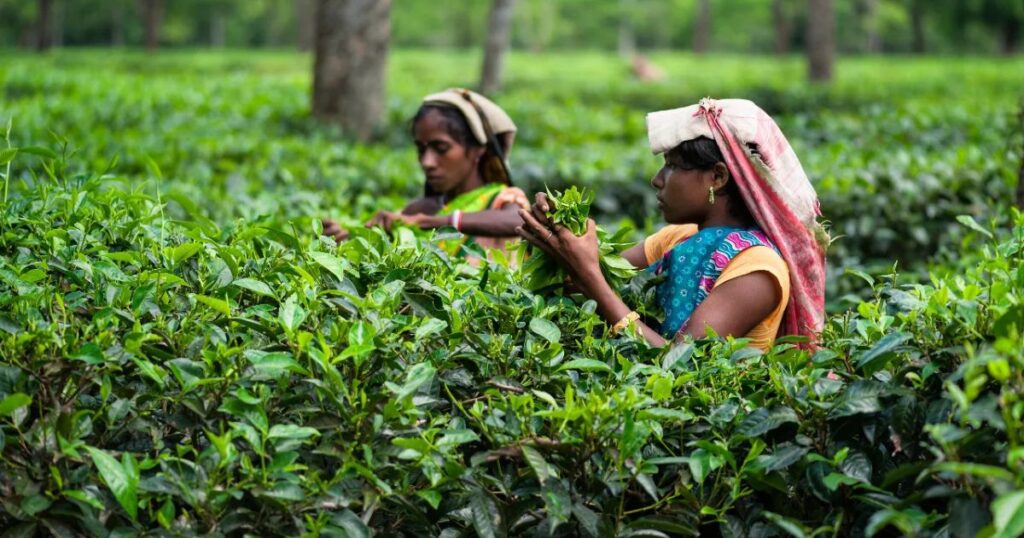 Importance Of Agriculture Sustaining Life And Economy