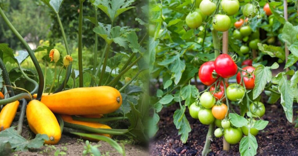 Plants to Avoid Planting with Tomatoes