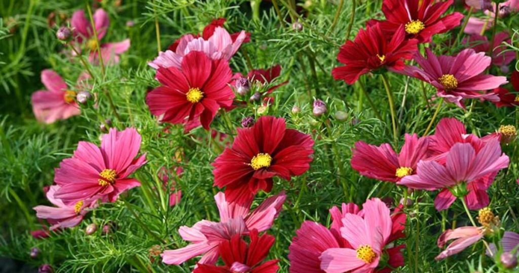 Popular Cosmos Varieties