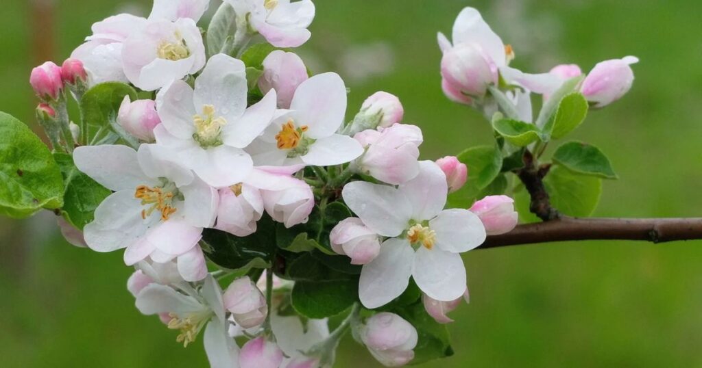 Popular Varieties of Early Spring White Flowering Trees