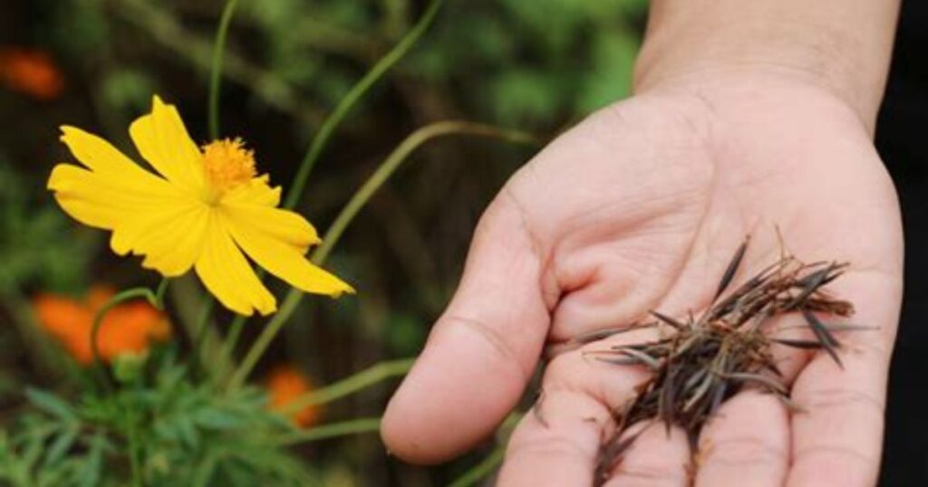 Propagating and Saving Cosmos Seeds