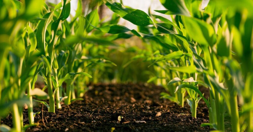 The Future of Subsistence Agriculture
