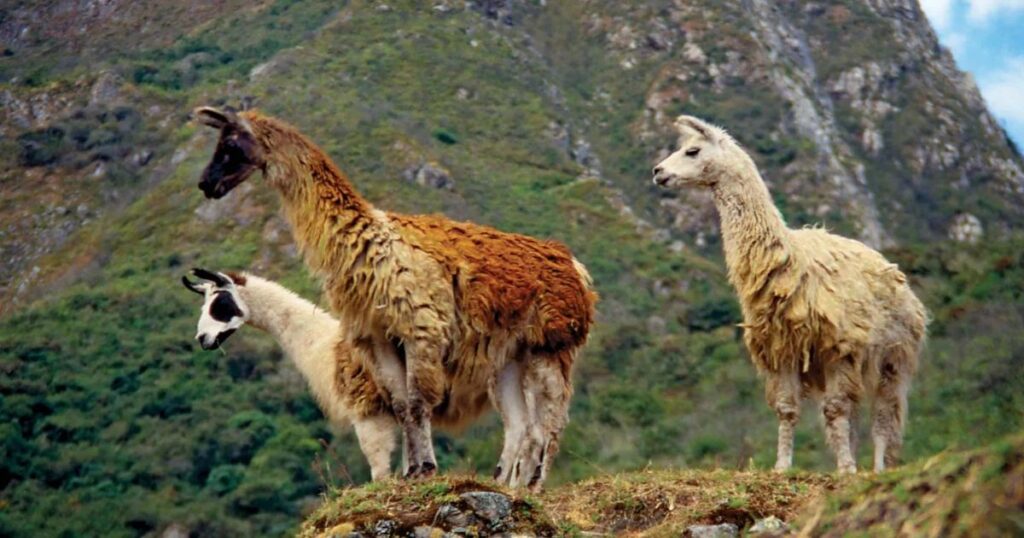 The Mechanics and Science Behind Llama Spitting
