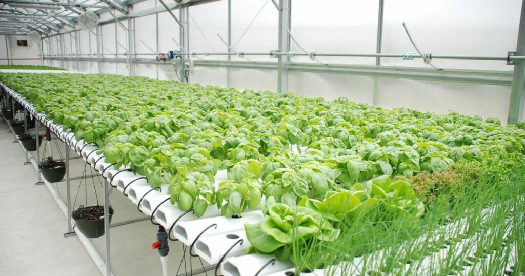 Tips for Success in Hydroponics