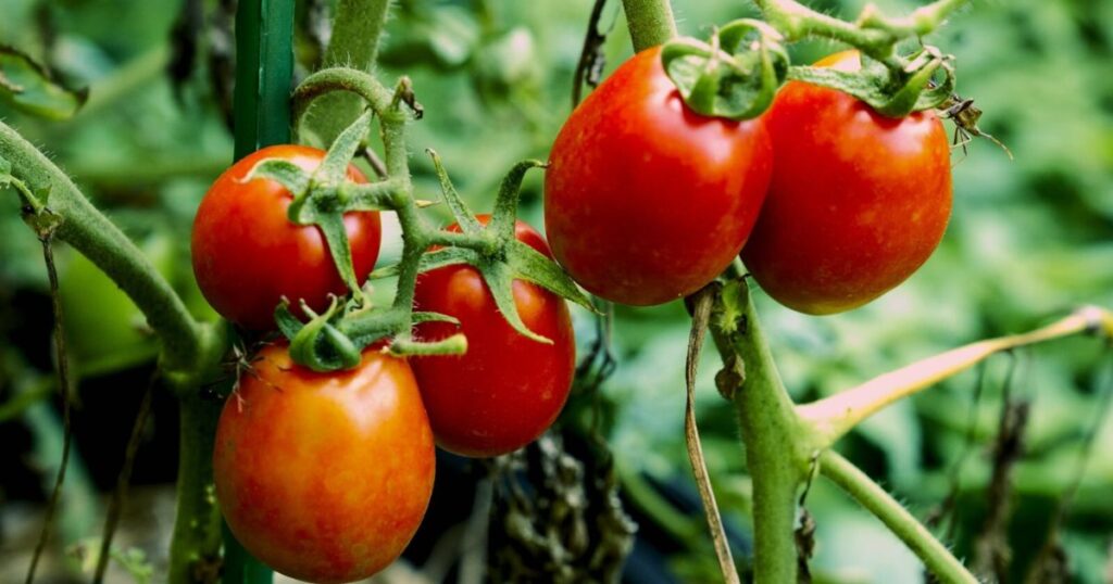 what not to plant with tomatoes