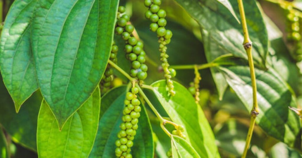 black pepper plant