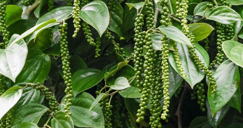 black pepper plant