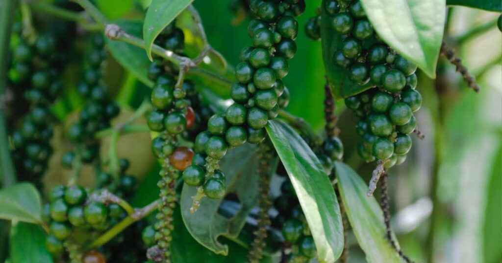 black pepper plant