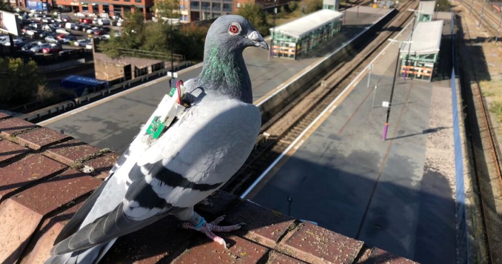 homing pigeons