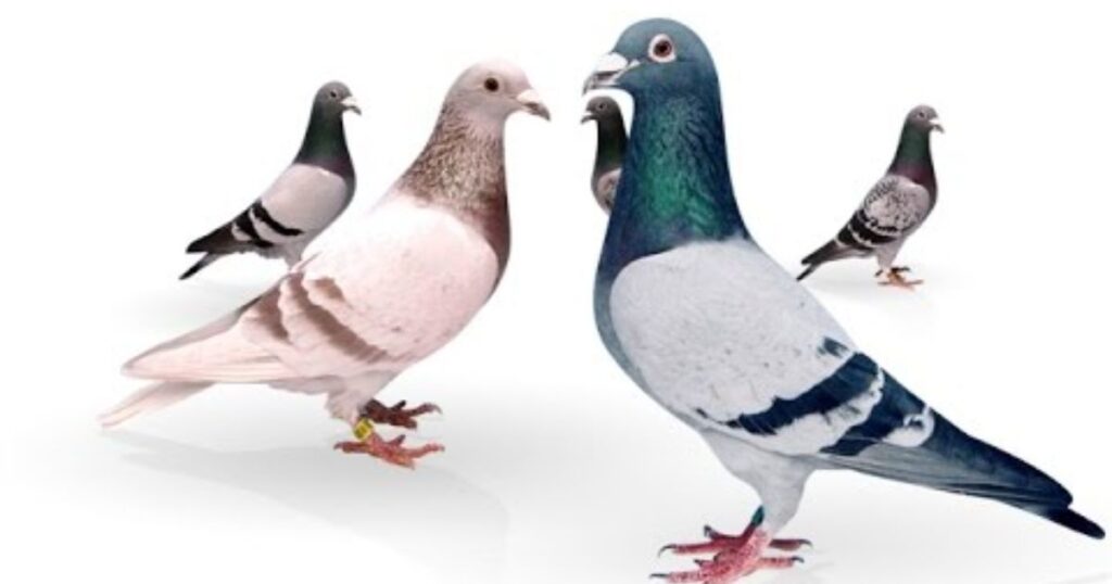 homing pigeons