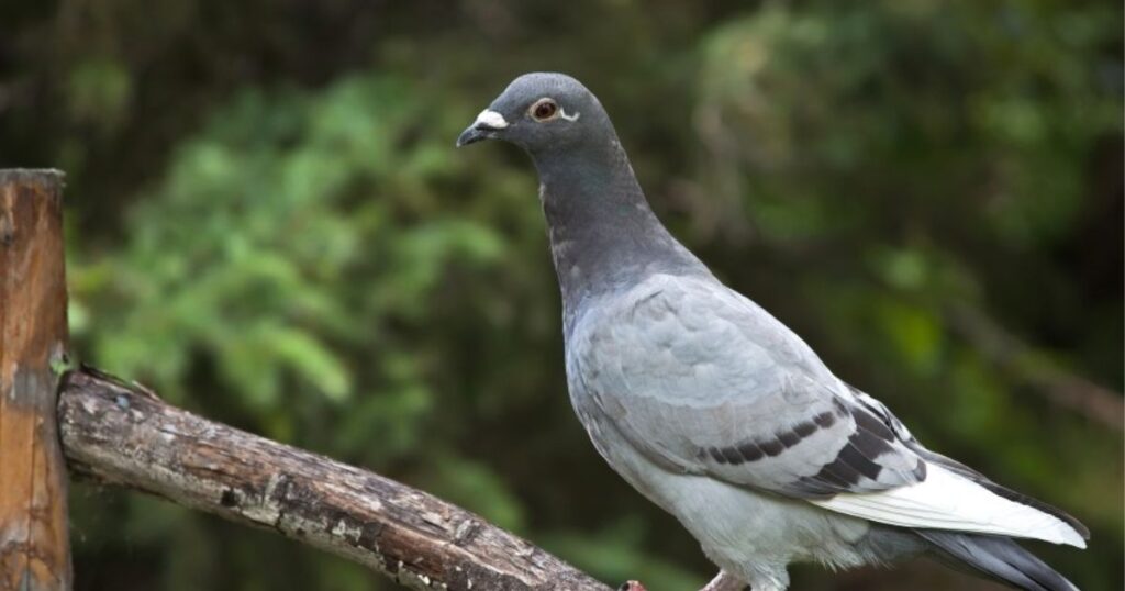 homing pigeons