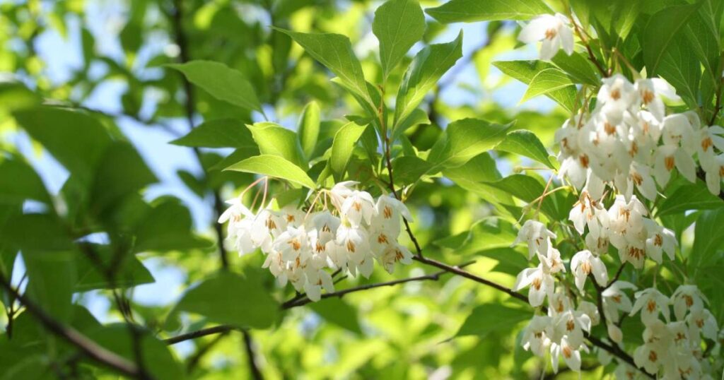 early spring white flowering trees