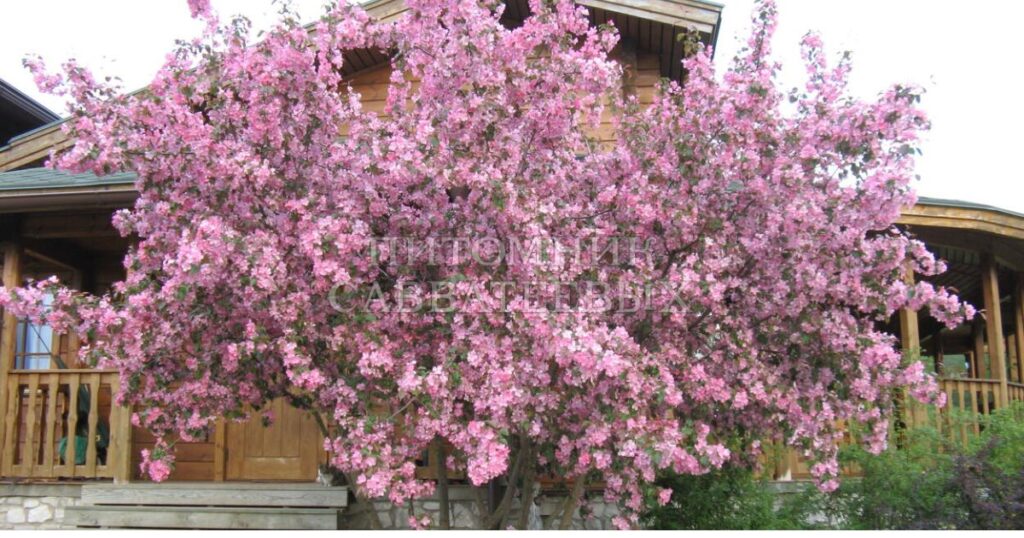 early spring white flowering trees