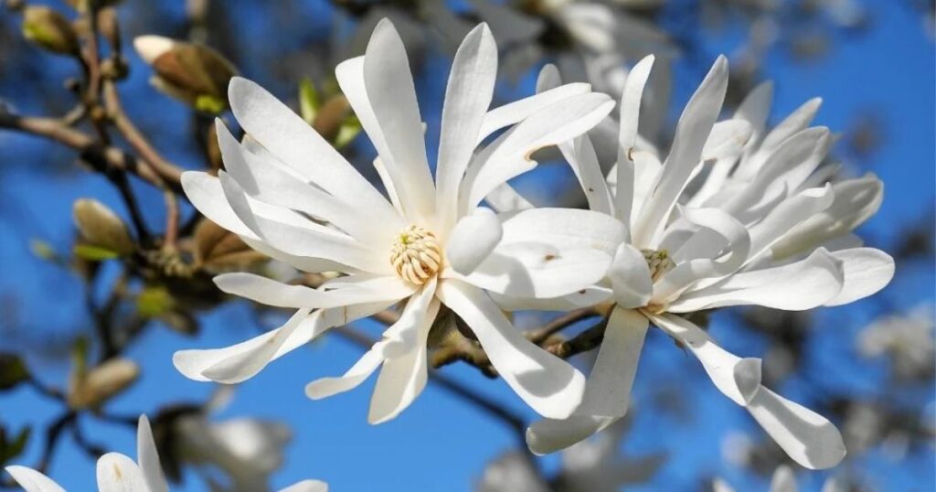early spring white flowering trees