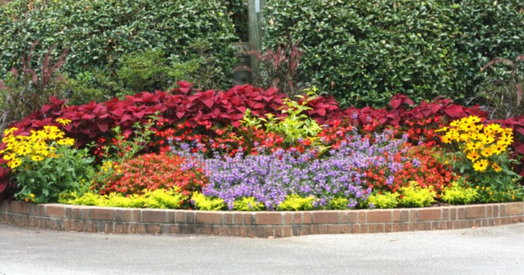 How Perennials Grow