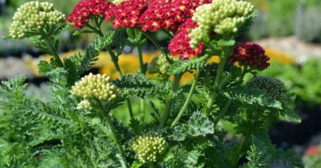 How Perennials Grow