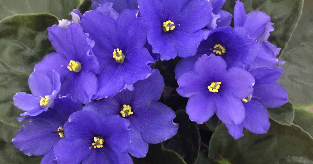 Violets Violas and African Violets