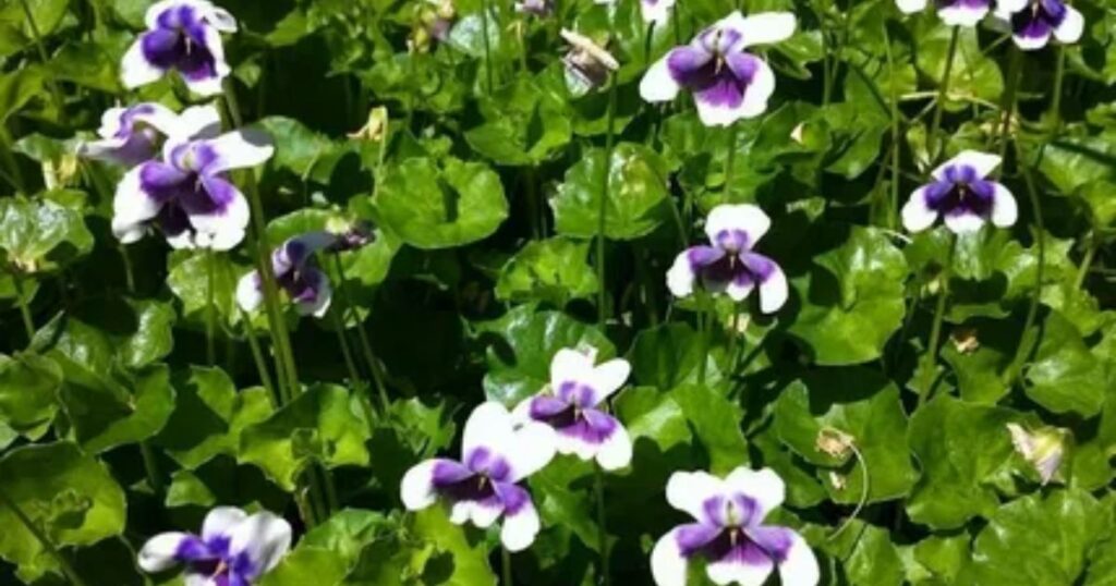 Violets Violas and African Violets