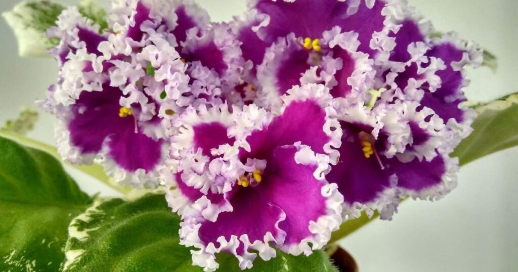 Violets Violas and African Violets
