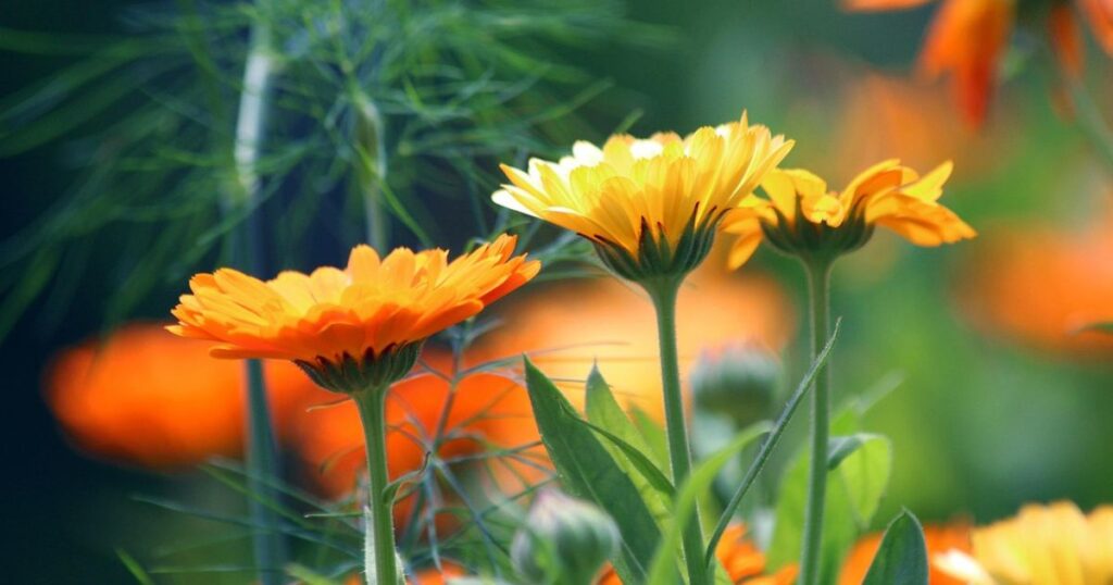 Varieties of Calendula