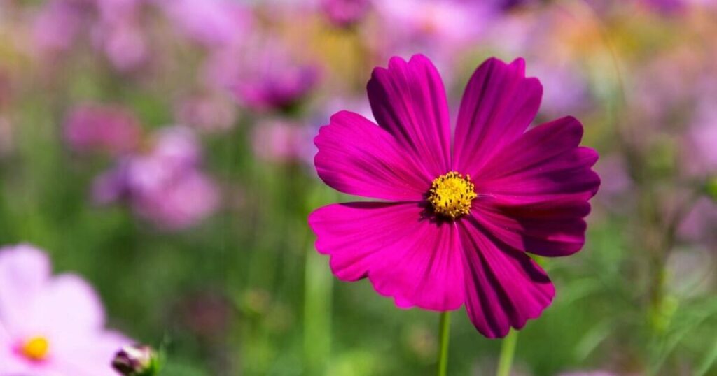 Why Choose Cosmos for Your Garden
