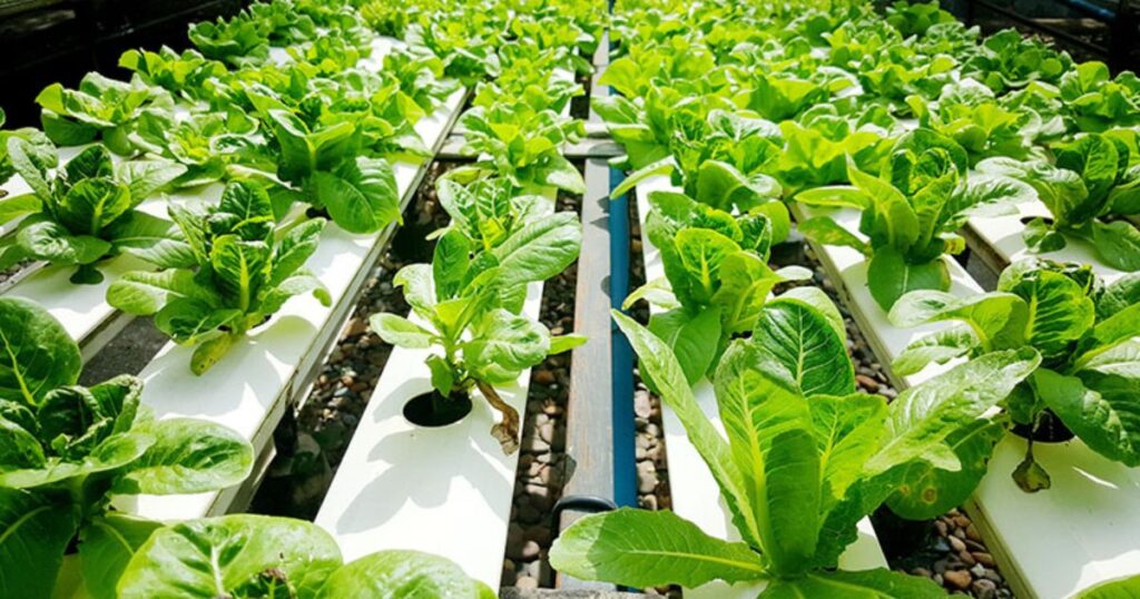 Why Choose Hydroponic Farming