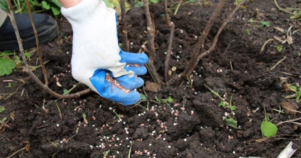 Fertilizer Agriculture