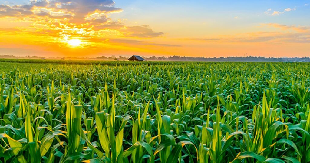 Corn America's Number One Crop