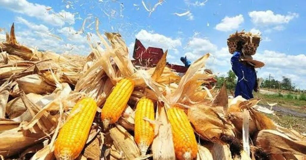 Economic Importance of Corn Worldwide