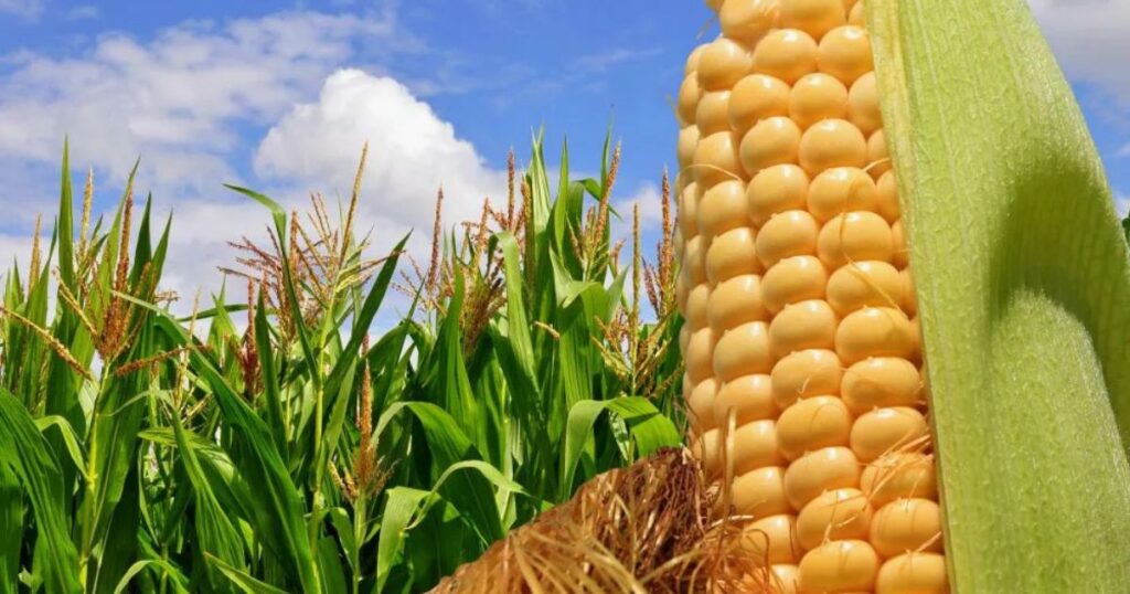 How Corn Is Used in the United States