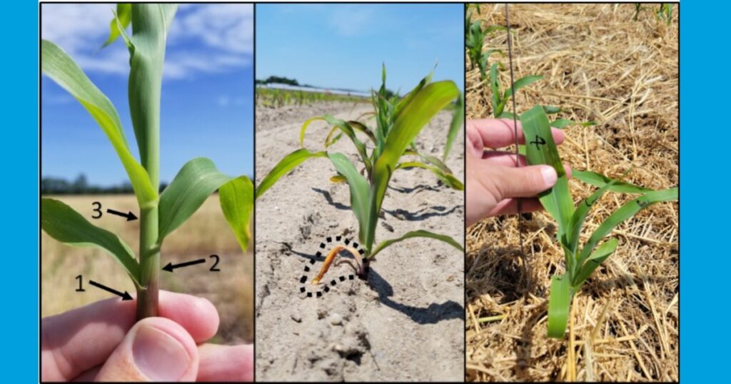 How Nitrogen Fertilizer Supports Corn Growth Stages