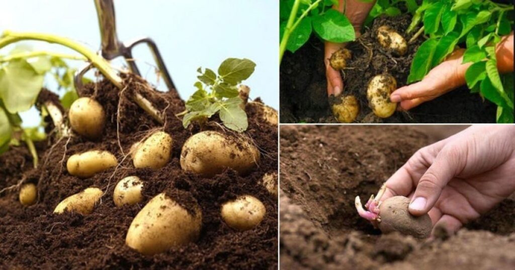 How Soil Type Affects Potato Watering