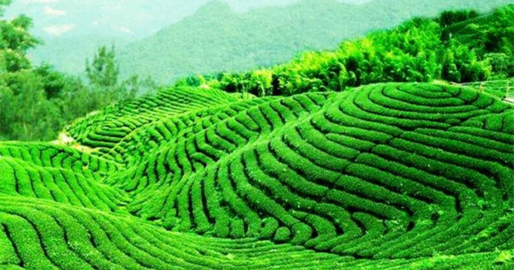 How Terrace Farming Works