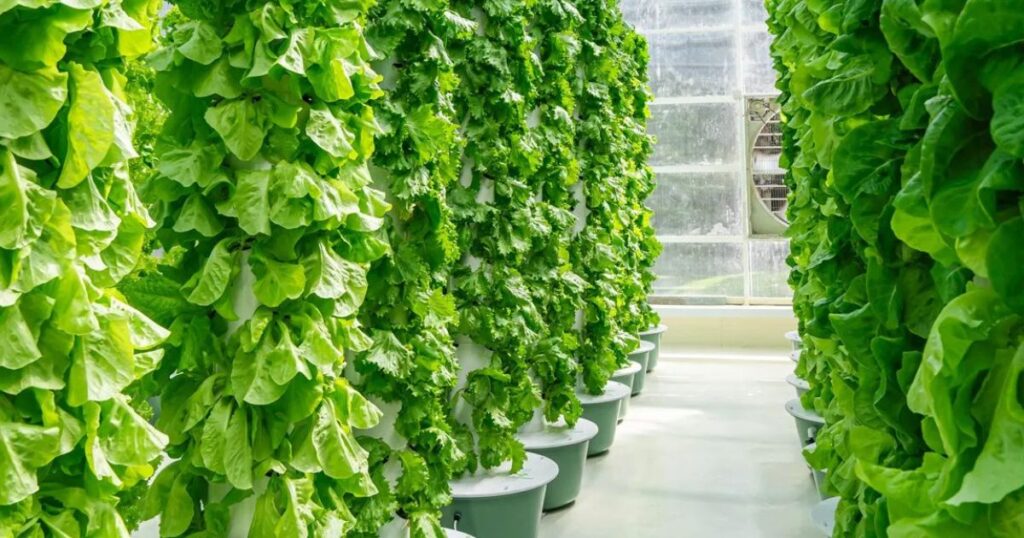 Main Types of Aeroponic Irrigation Methods