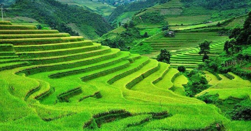 Types of Terrace Farming