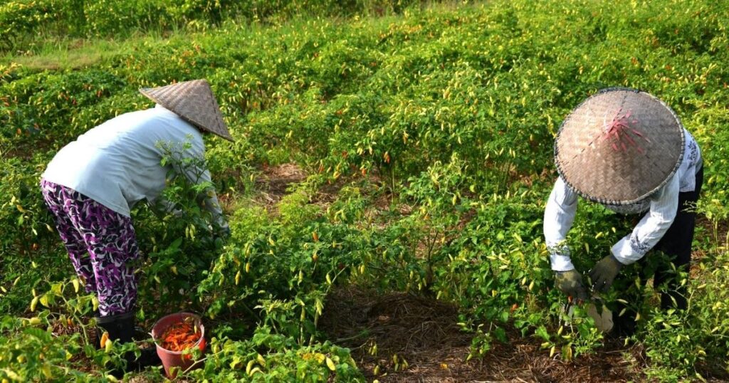 what is traditional farming