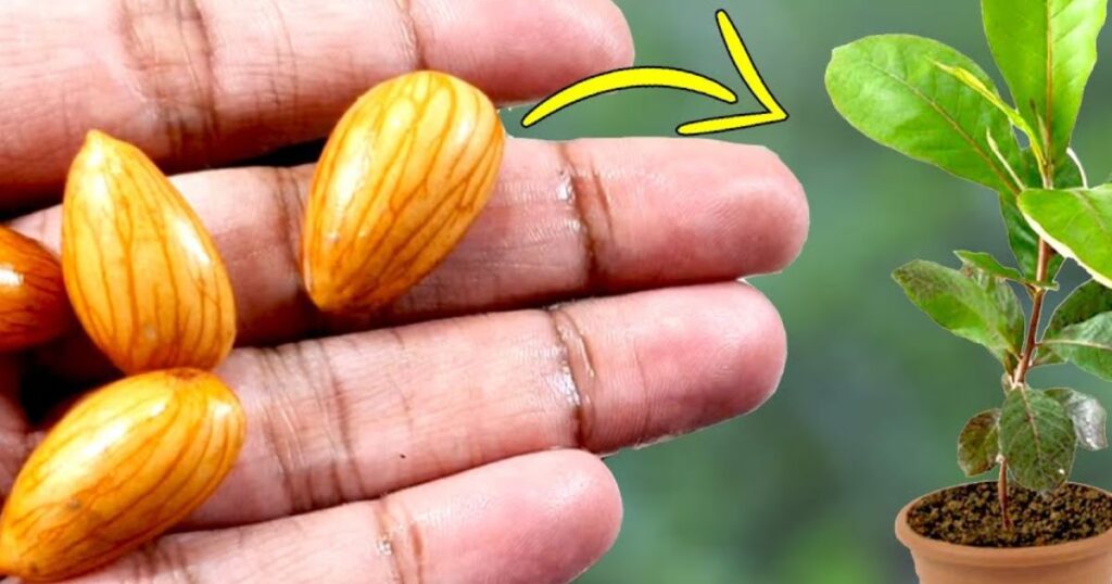 how much water does it take to grow an almond