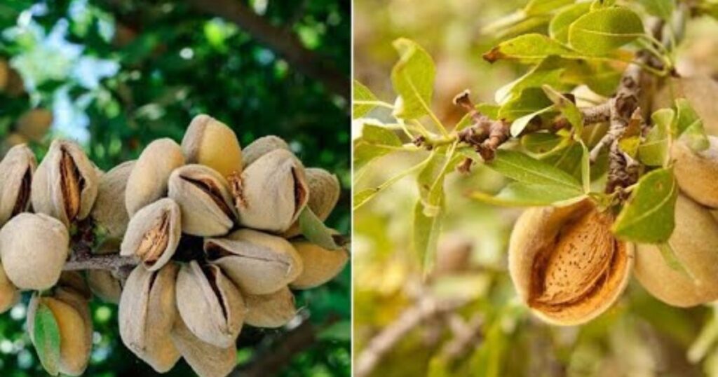 how much water does it take to grow an almond