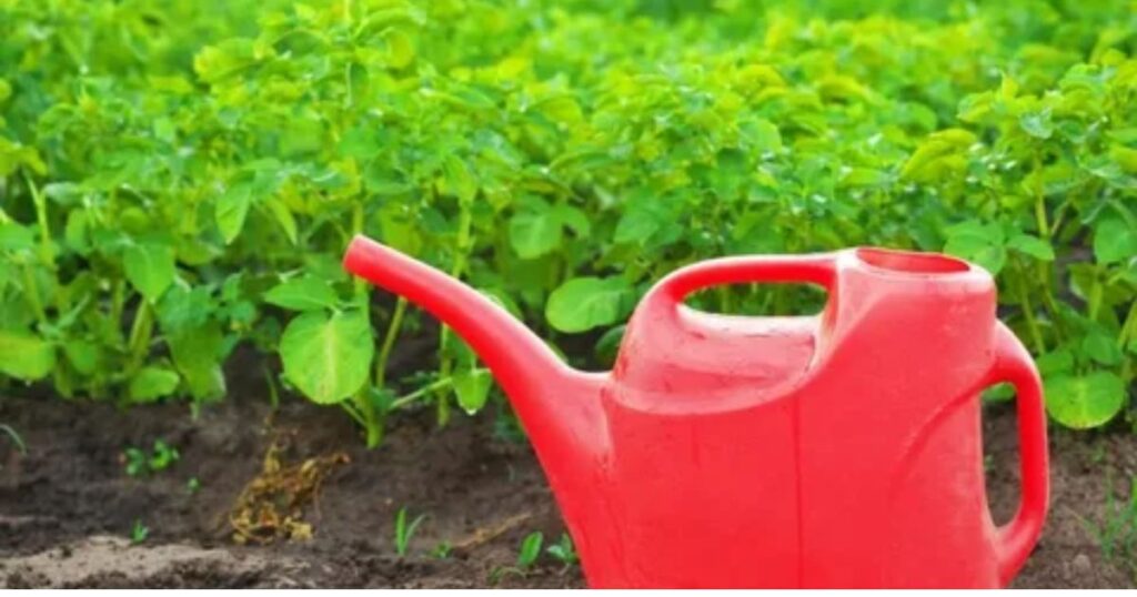 how often to water potatoes