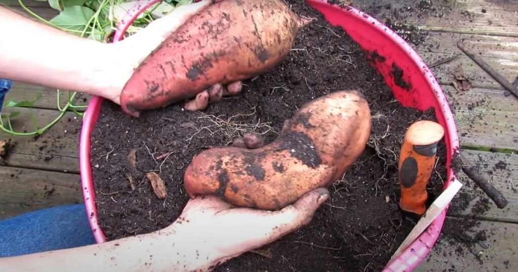 how often to water potatoes
